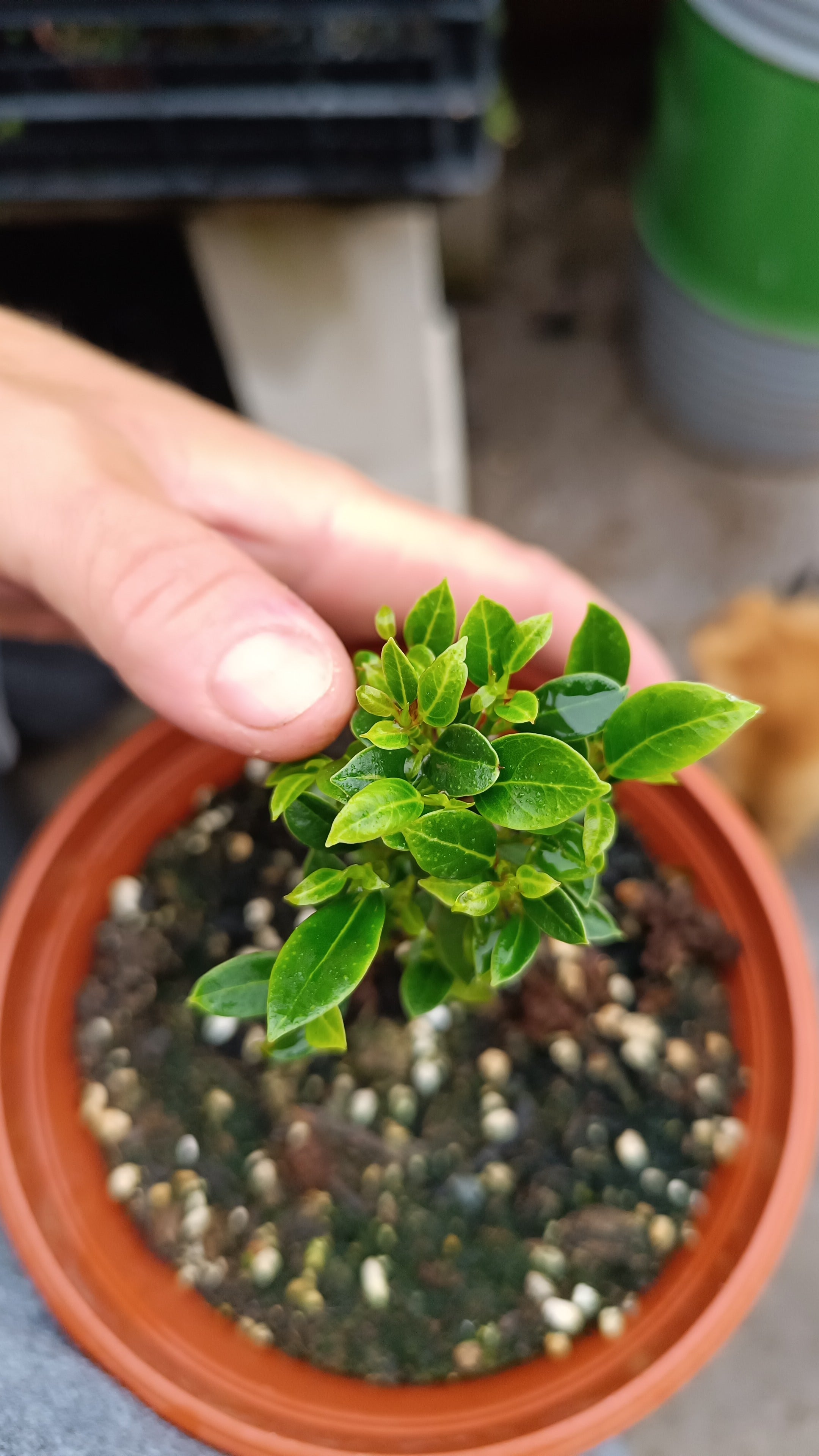 Prebonsái de Ficus Microcarpa 'Melon Seed' – Variedad Enana