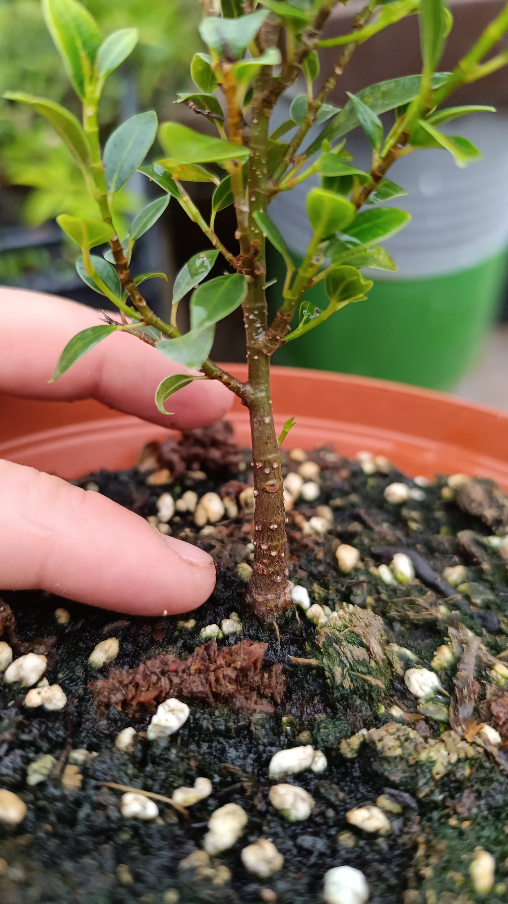 Prebonsái de Ficus Microcarpa 'Melon Seed' – Variedad Enana