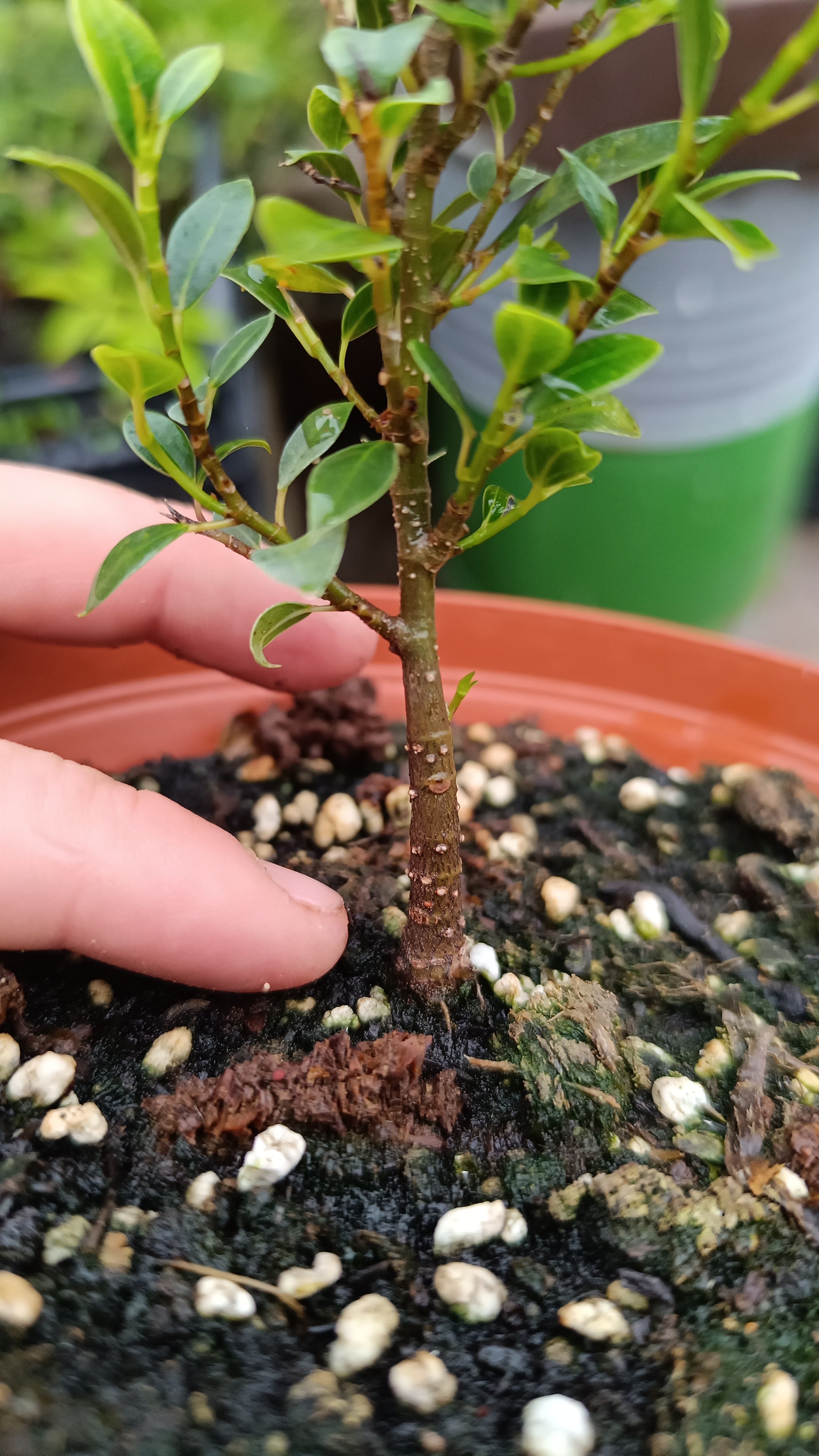 Prebonsái de Ficus Microcarpa 'Melon Seed' – Variedad Enana