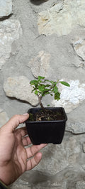 Prebonsái Ceanothus Thyrsiflorus – Lilo de California