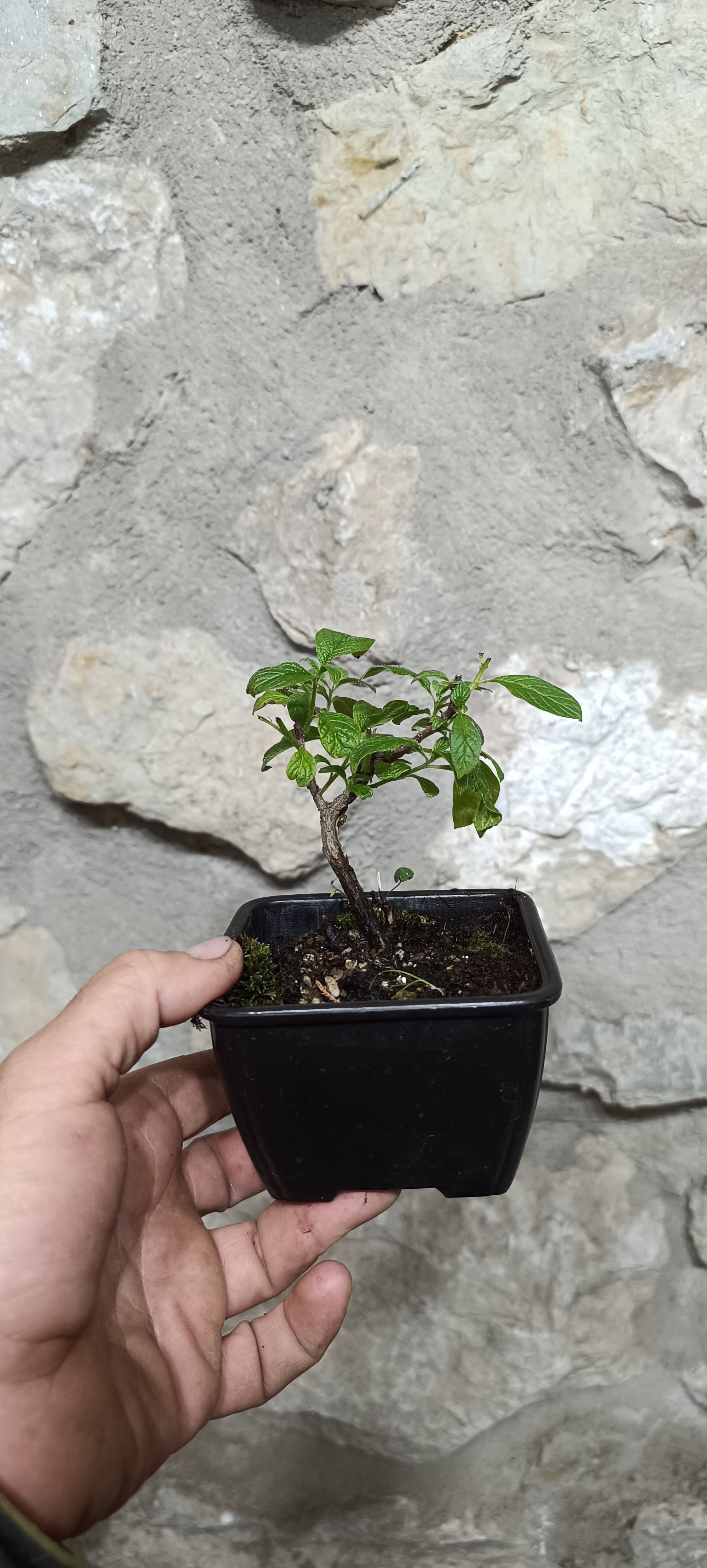 Prebonsái Ceanothus Thyrsiflorus – Lilo de California