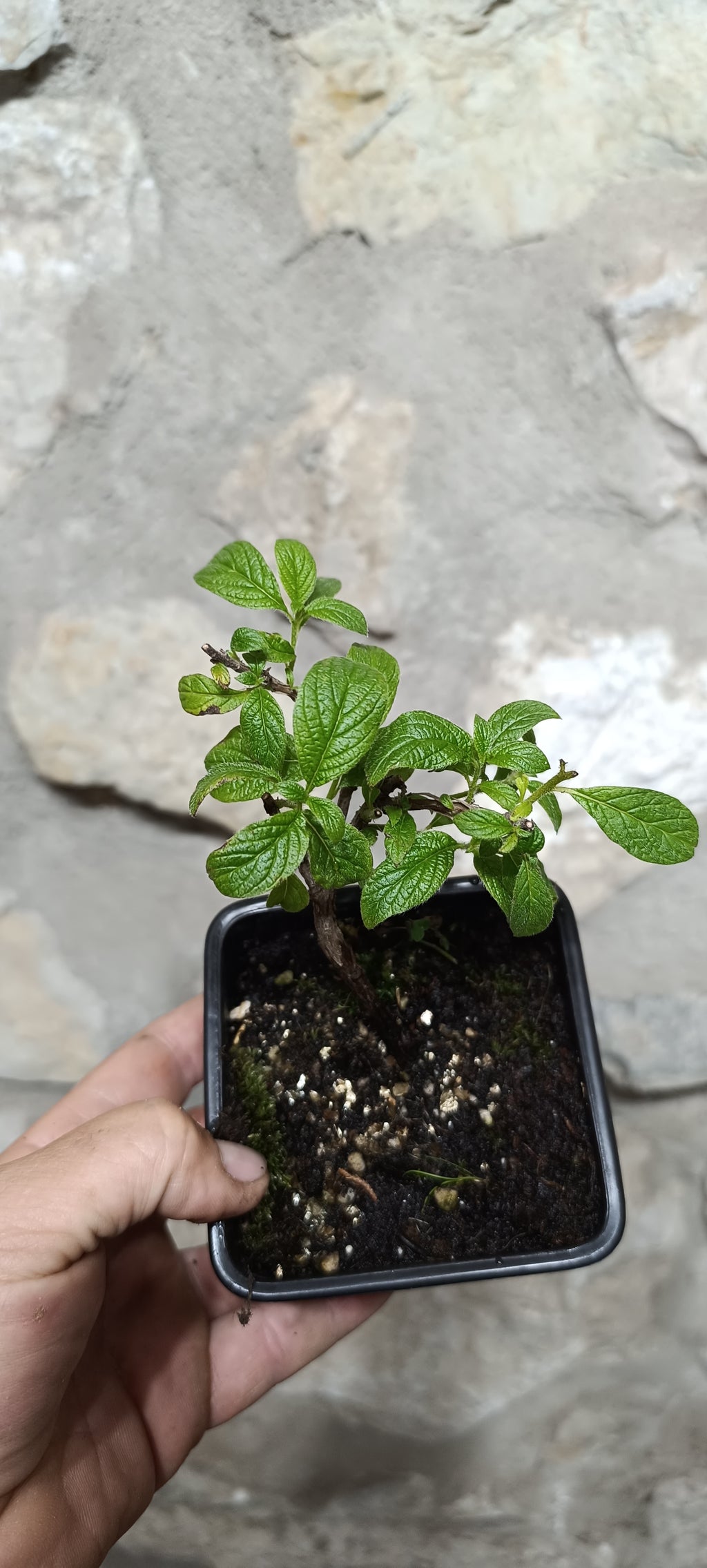 Prebonsái Ceanothus Thyrsiflorus – Lilo de California