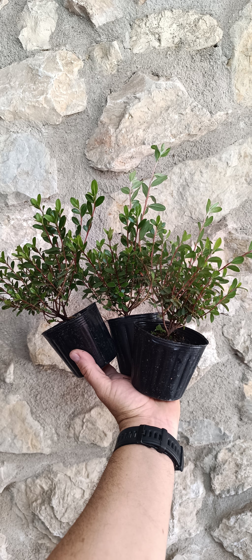 Mini Azalea Japonesa Enana – Plantón Prebonsái de Flor Violeta