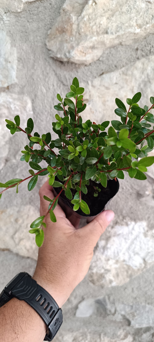 Mini Azalea Japonesa Enana – Plantón Prebonsái de Flor Violeta