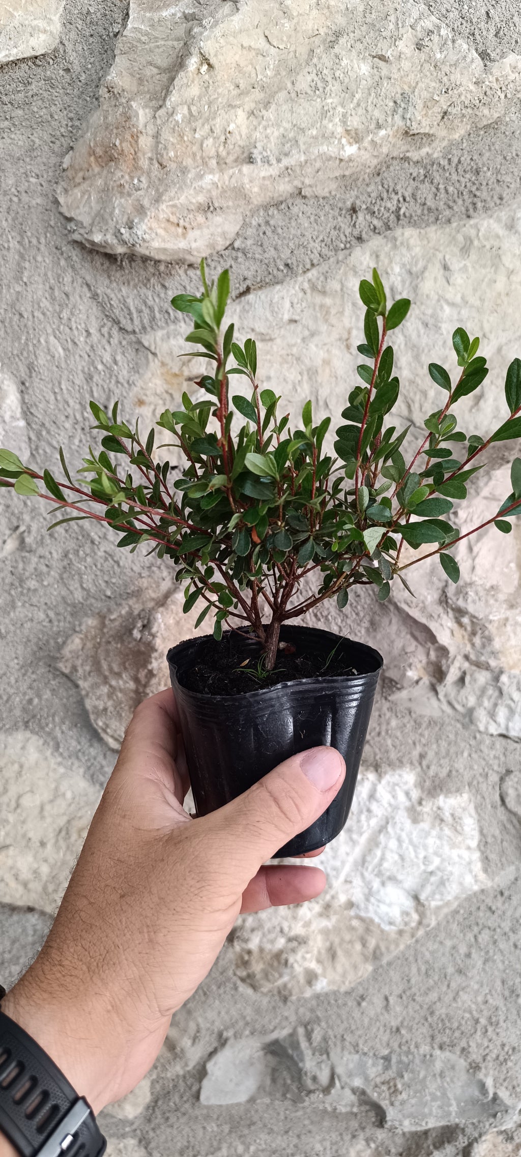 Mini Azalea Japonesa Enana – Plantón Prebonsái de Flor Violeta