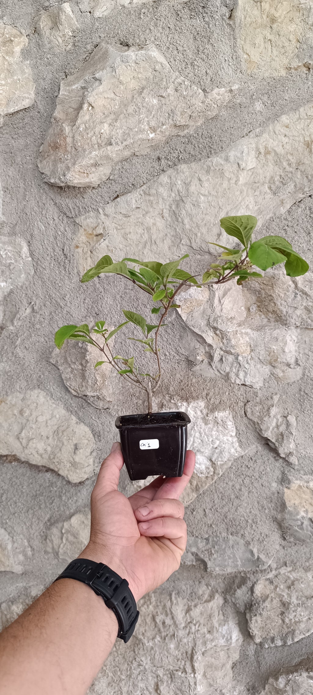 Mini Prebonsái Callicarpa Hembra 01