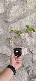 Mini Prebonsái Callicarpa Hembra 01