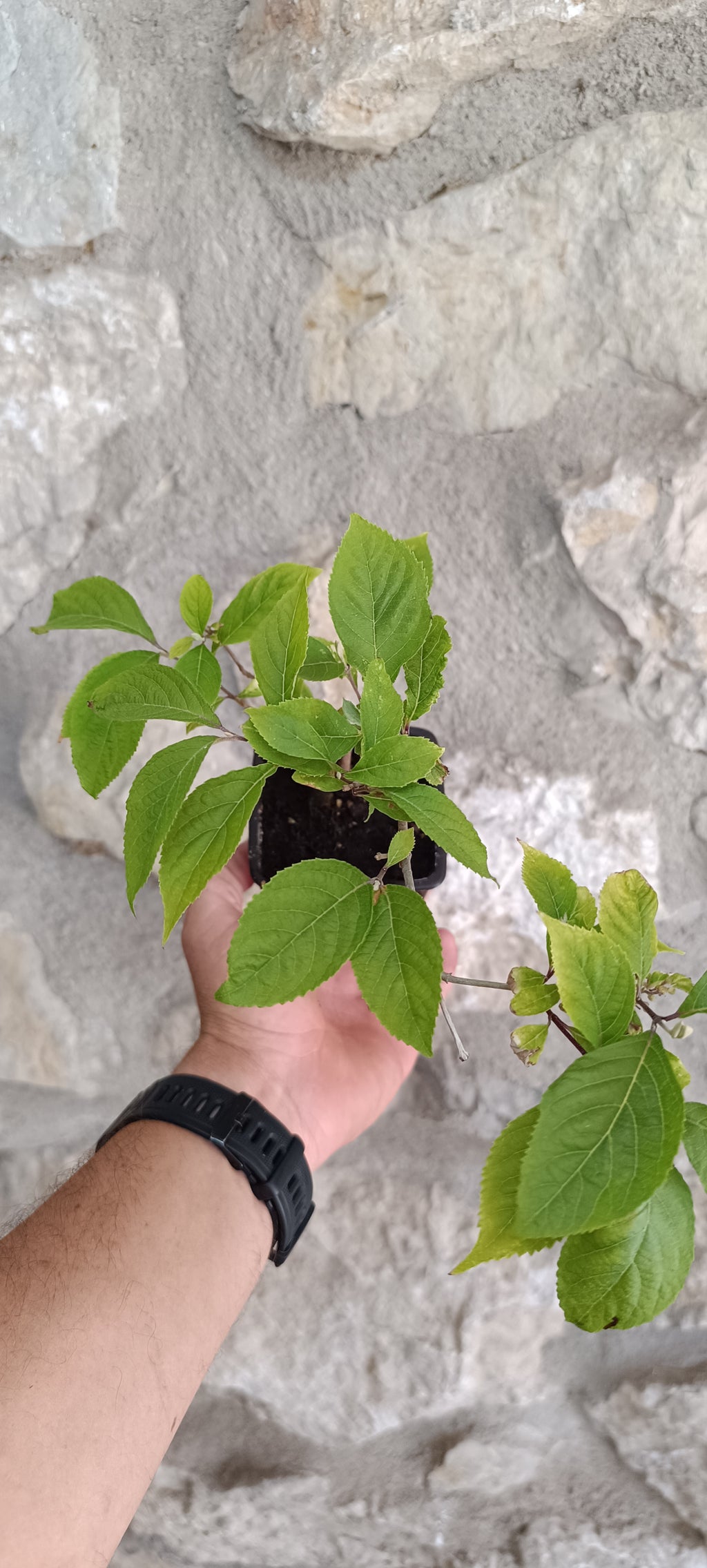 Mini Prebonsái Callicarpa Hembra 01