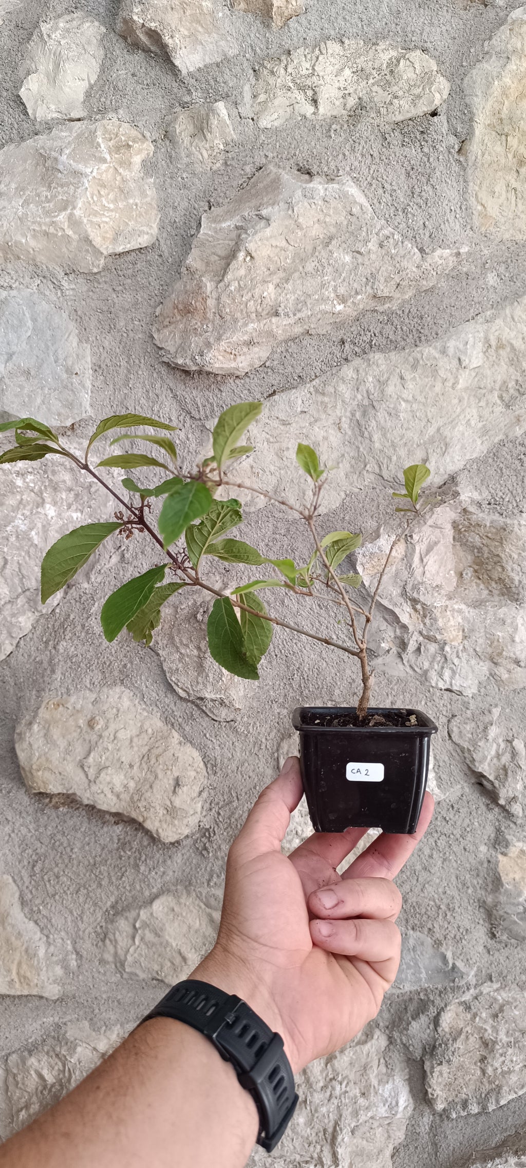 Mini Prebonsái Callicarpa Hembra – 02