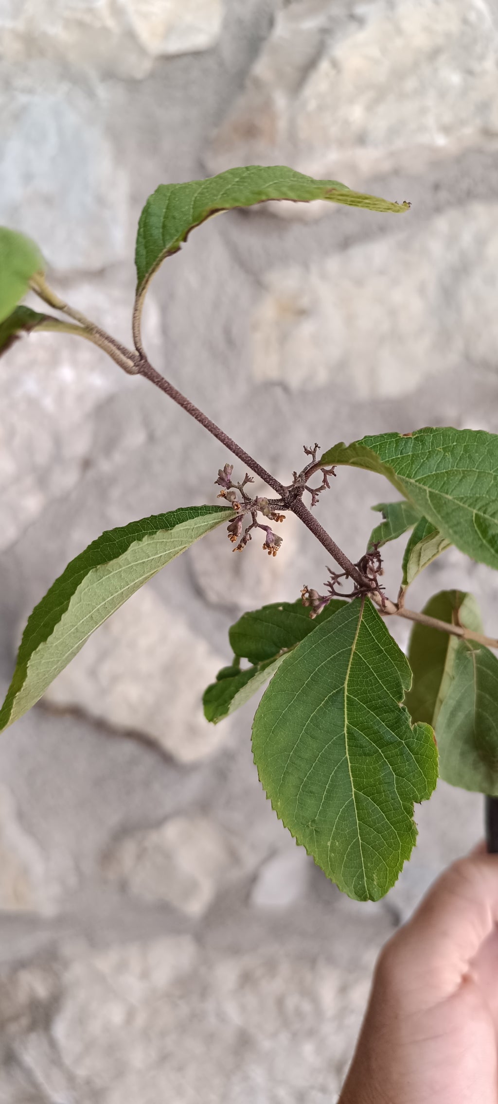 Mini Prebonsái Callicarpa Hembra – 02
