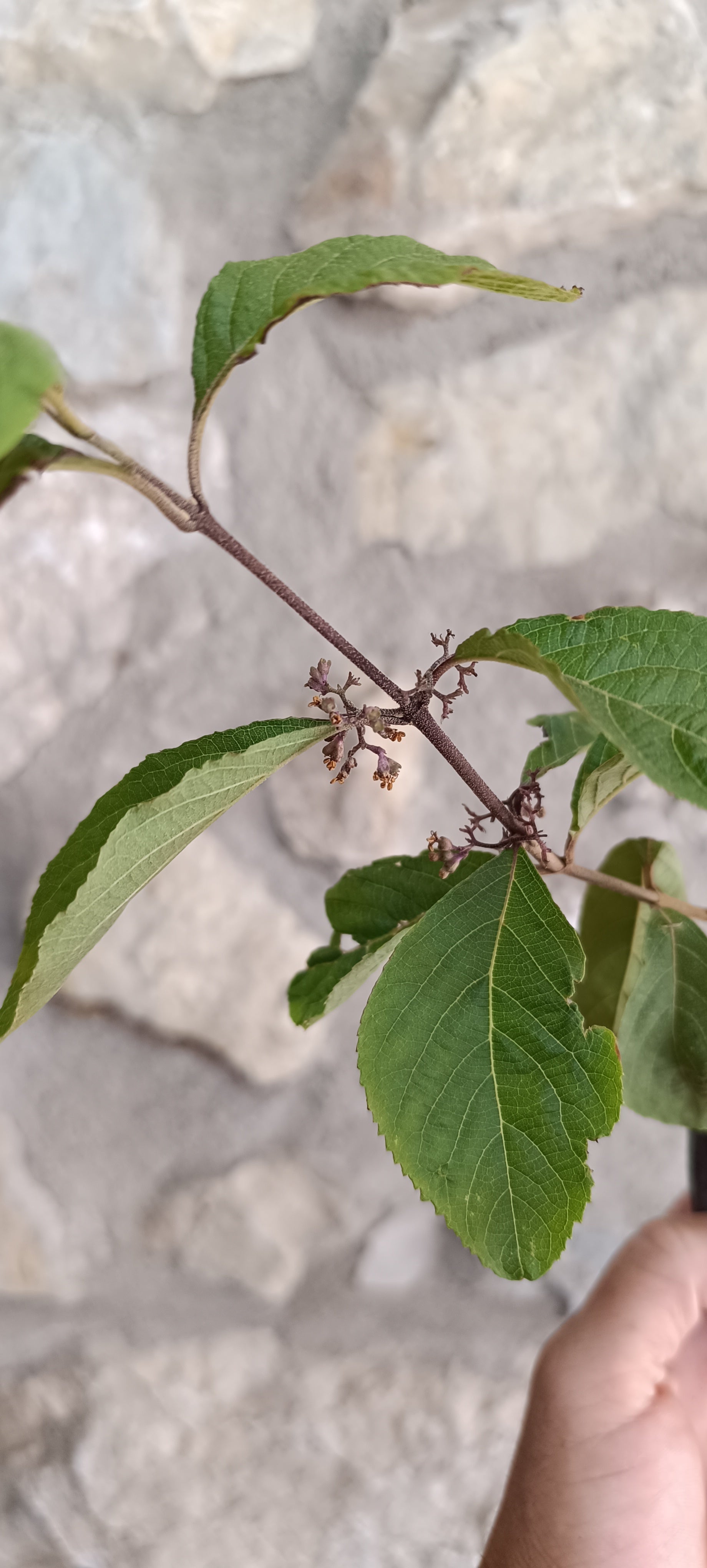 Mini Prebonsái Callicarpa Hembra – 02