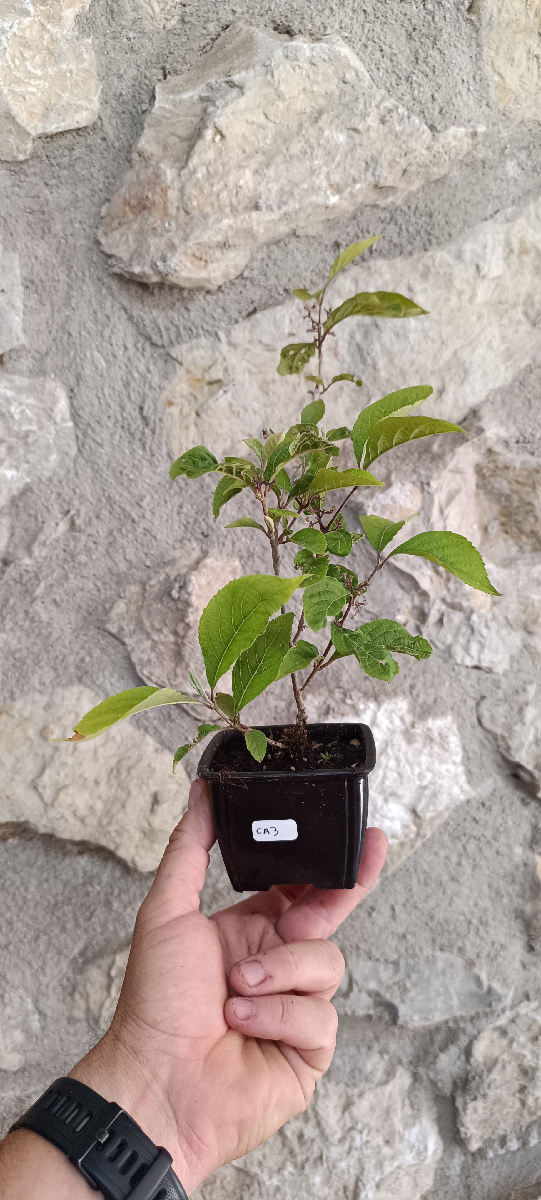 Mini Prebonsái Callicarpa Hembra – 03