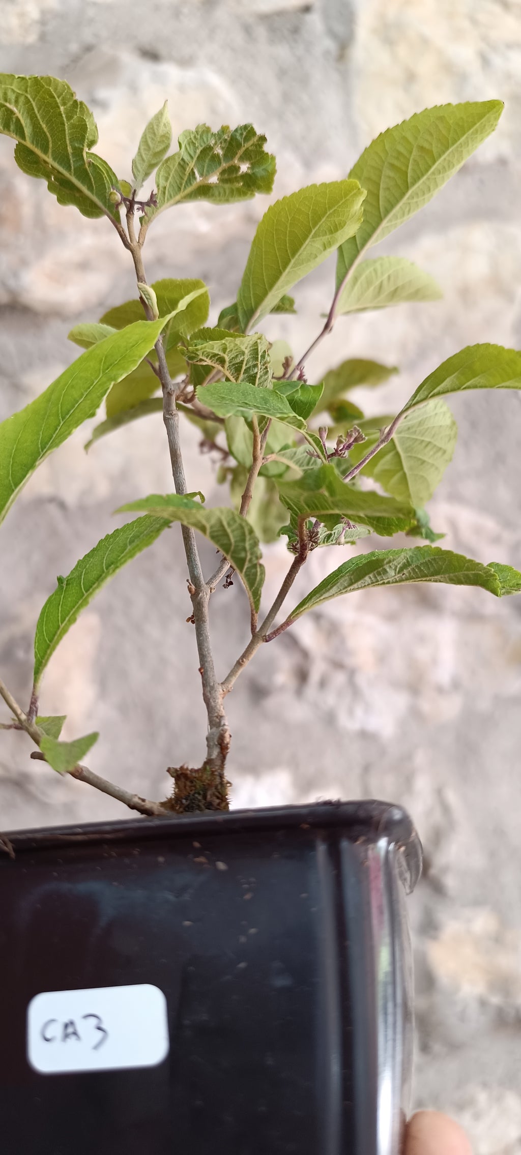 Mini Prebonsái Callicarpa Hembra – 03