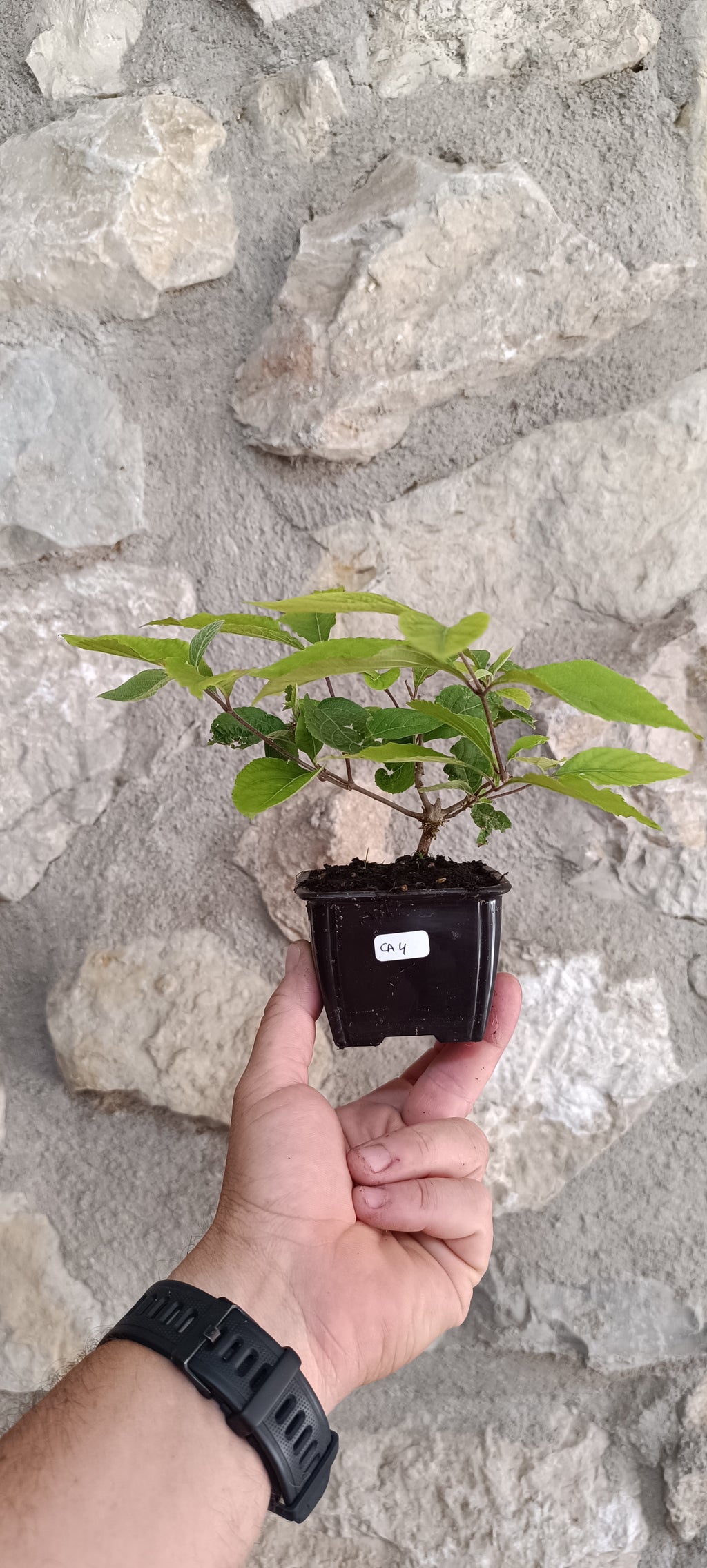 Mini Prebonsái Callicarpa Hembra – 04