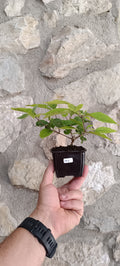 Mini Prebonsái Callicarpa Hembra – 04