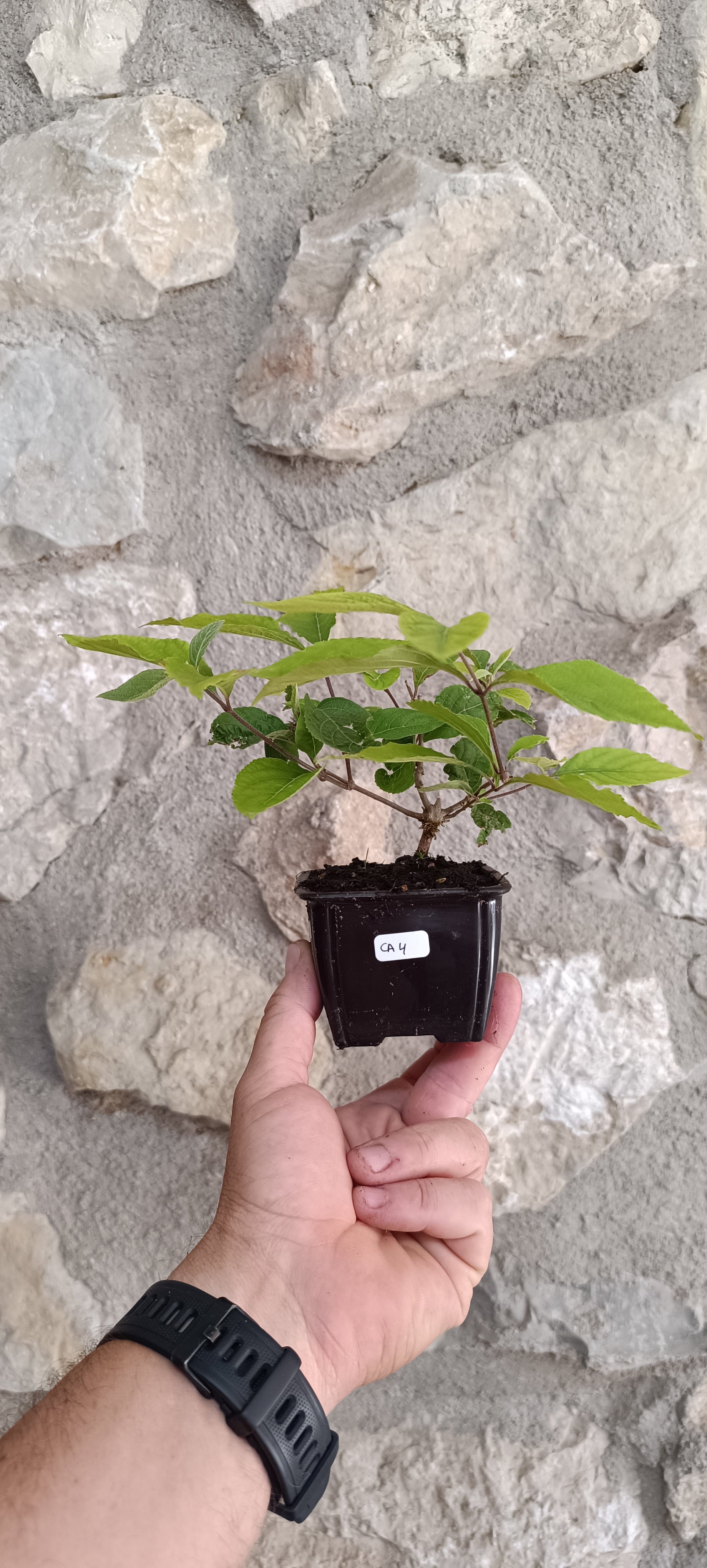 Mini Prebonsái Callicarpa Hembra – 04