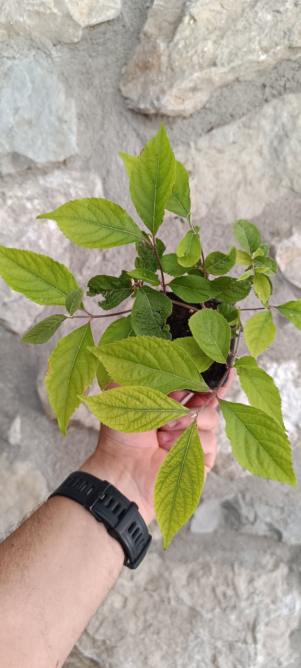 Mini Prebonsái Callicarpa Hembra – 04