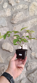 Mini Prebonsái Callicarpa Hembra – 05