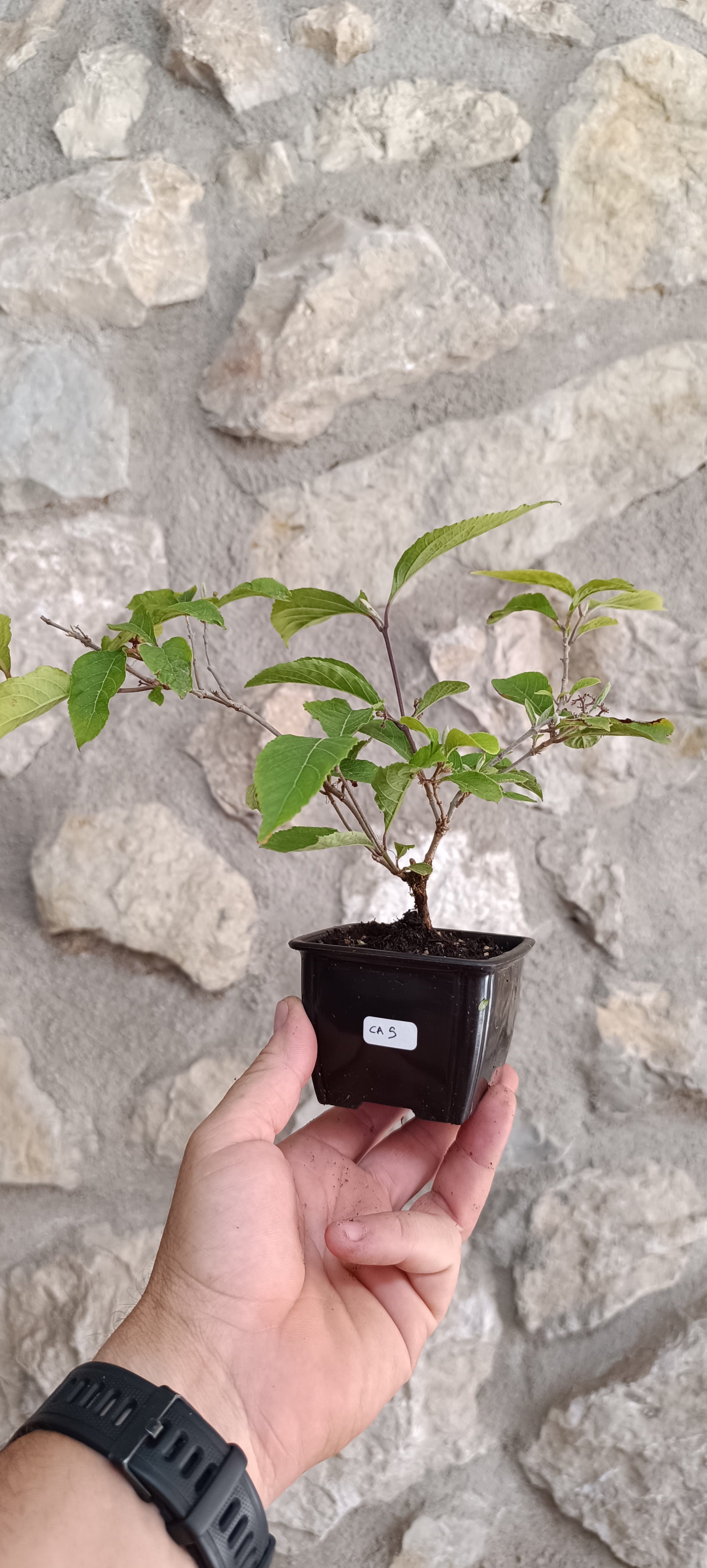 Mini Prebonsái Callicarpa Hembra – 05