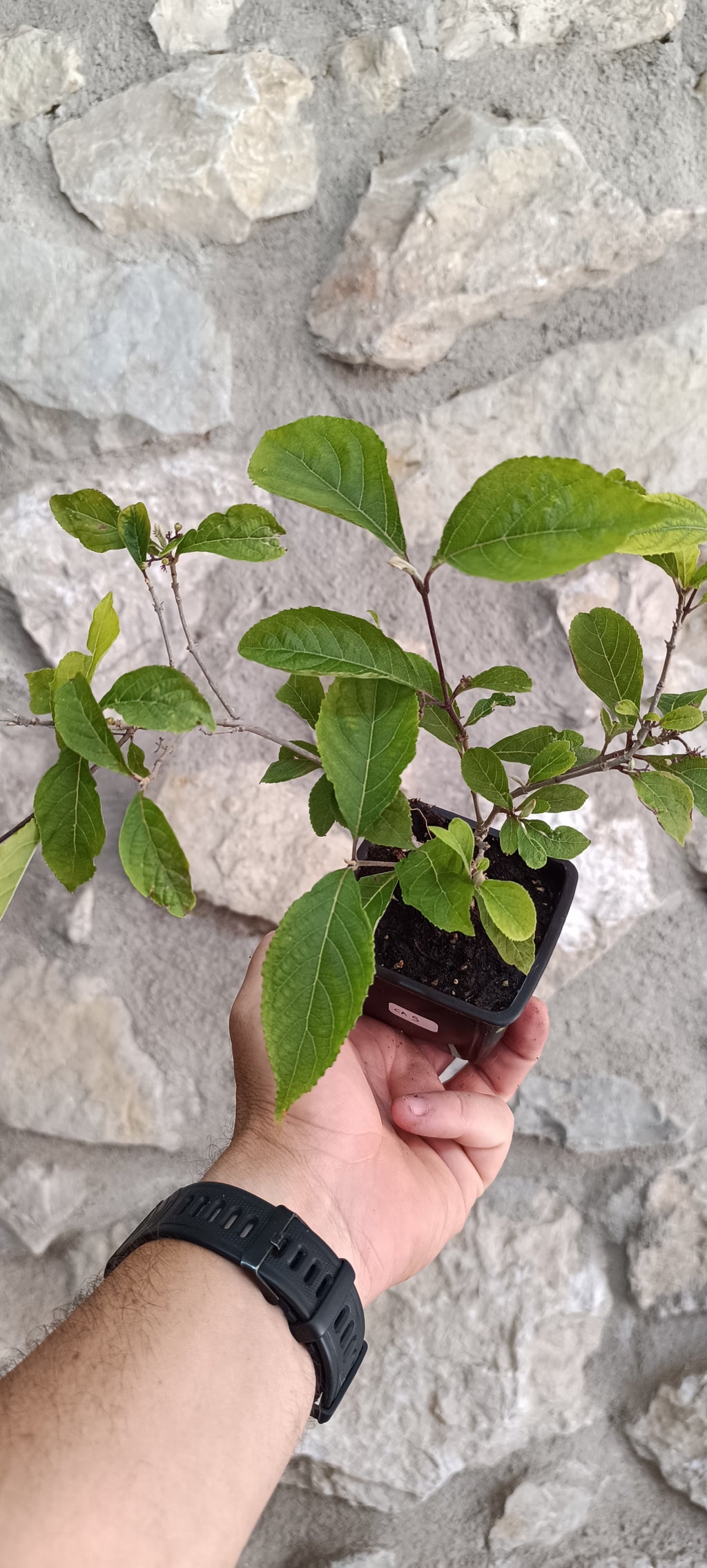 Mini Prebonsái Callicarpa Hembra – 05