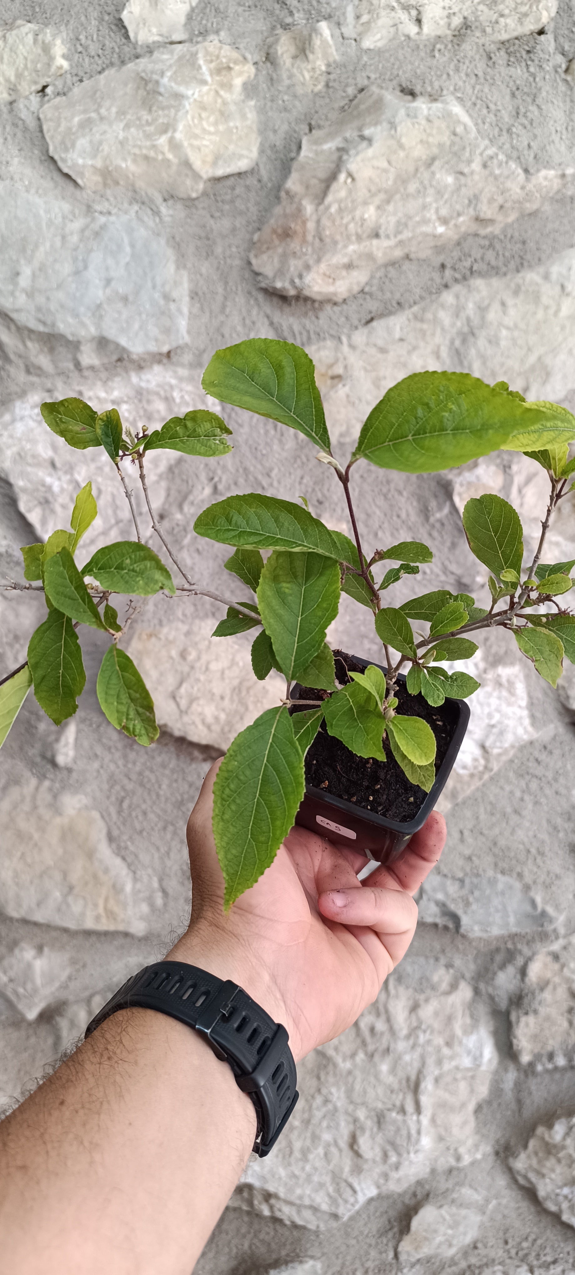 Mini Prebonsái Callicarpa Hembra – 05
