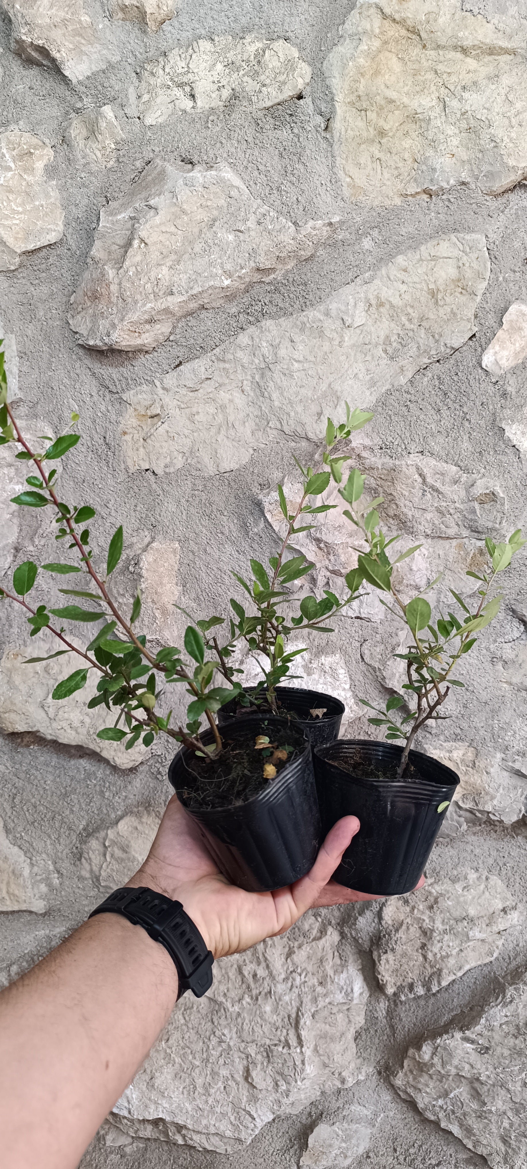 Plantón de Piracanta de Fruto Rojo - Pyracantha coccinea