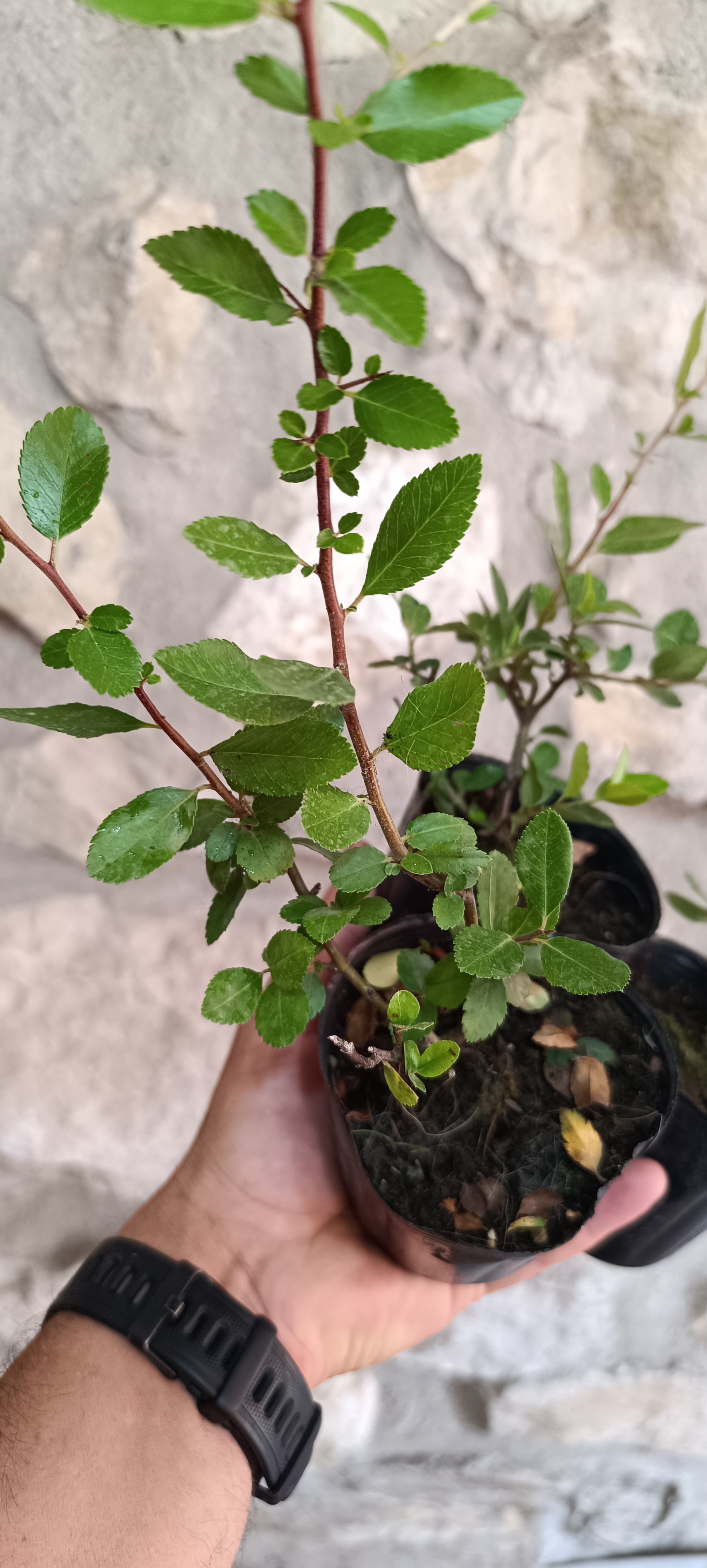 Plantón de Piracanta de Fruto Rojo - Pyracantha coccinea