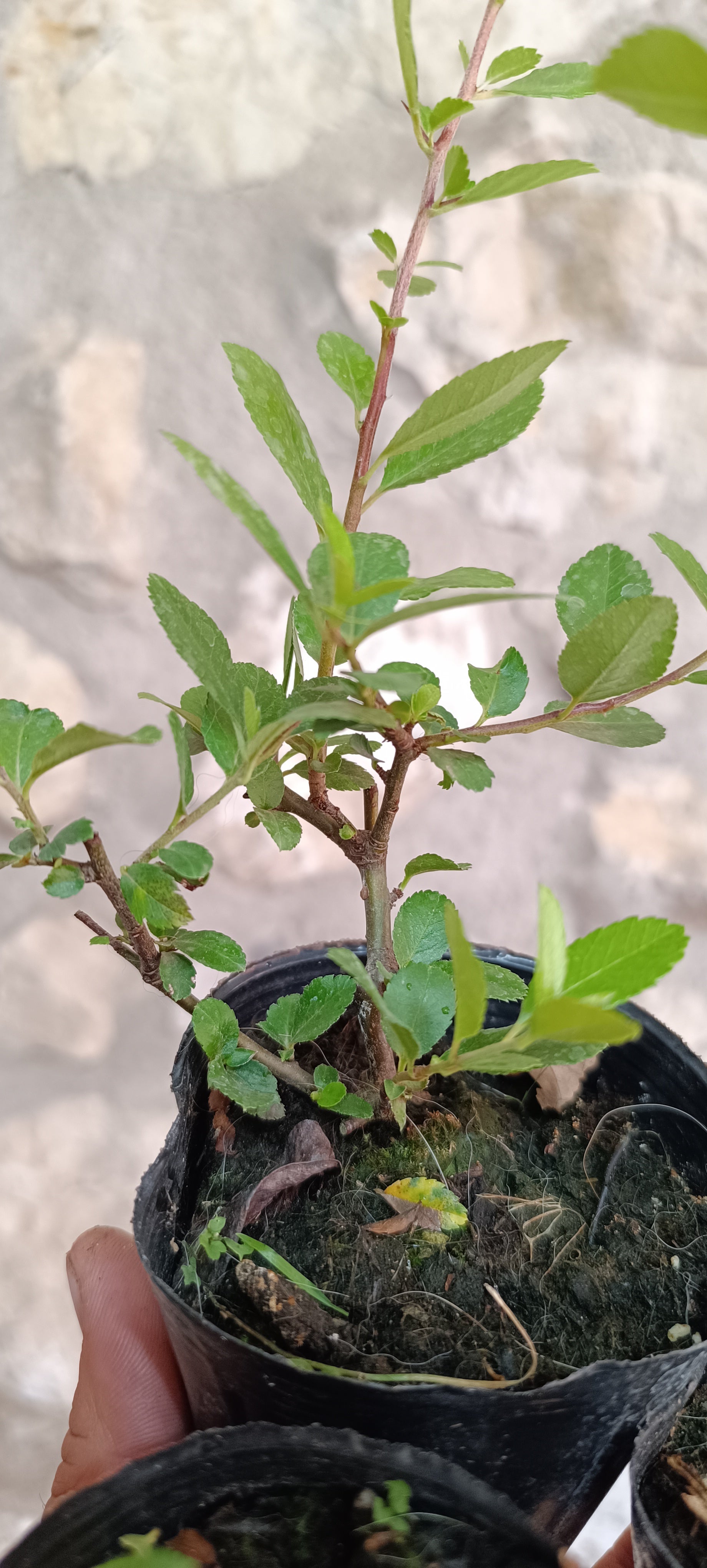 Plantón de Piracanta de Fruto Rojo - Pyracantha coccinea