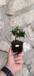 Mini Pre Bonsái Euonymus japonicum EU-1 — Ejemplar Único