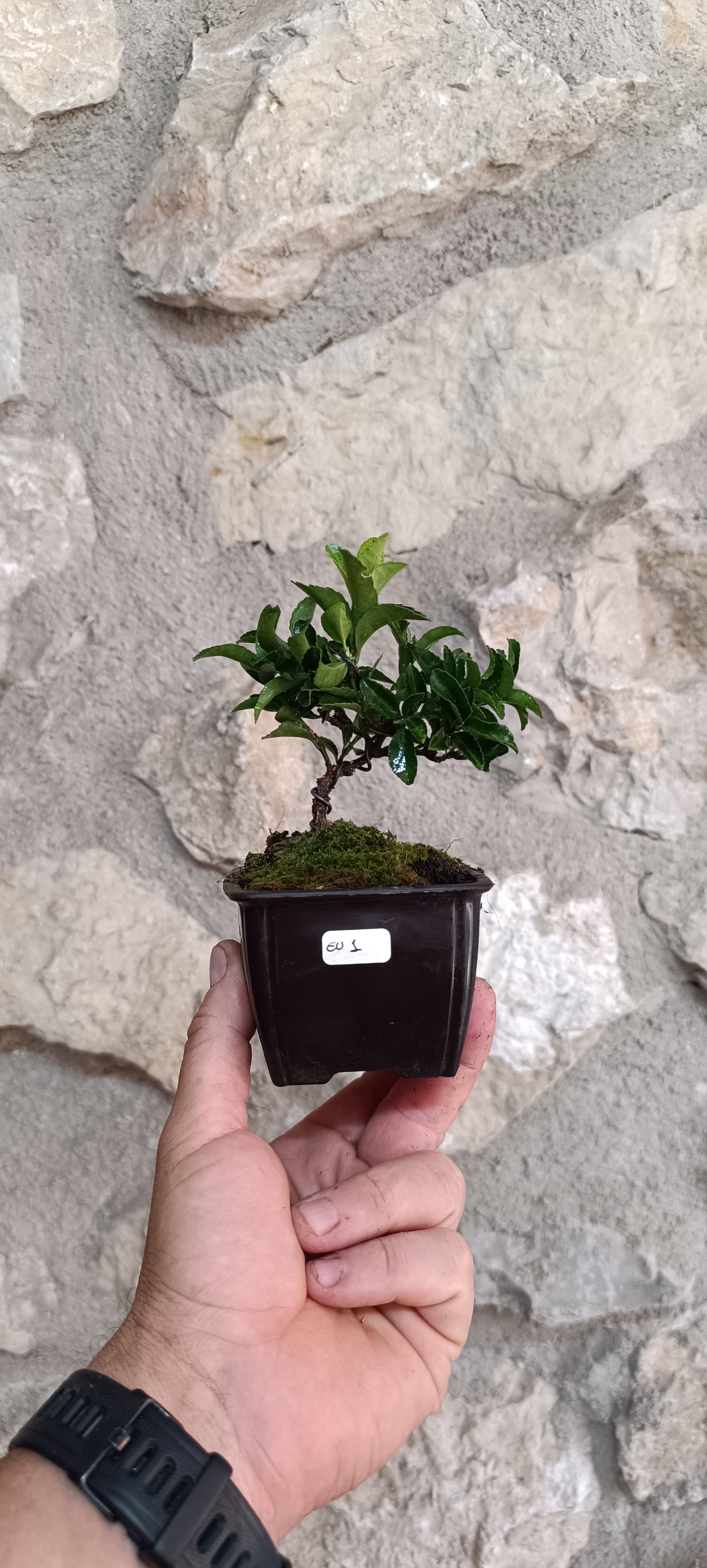 Mini Pre Bonsái Euonymus japonicum EU-1 — Ejemplar Único
