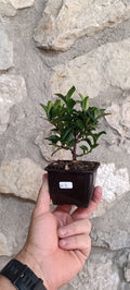 Mini Pre Bonsái Euonymus japonicum EU-2 — Ejemplar Único