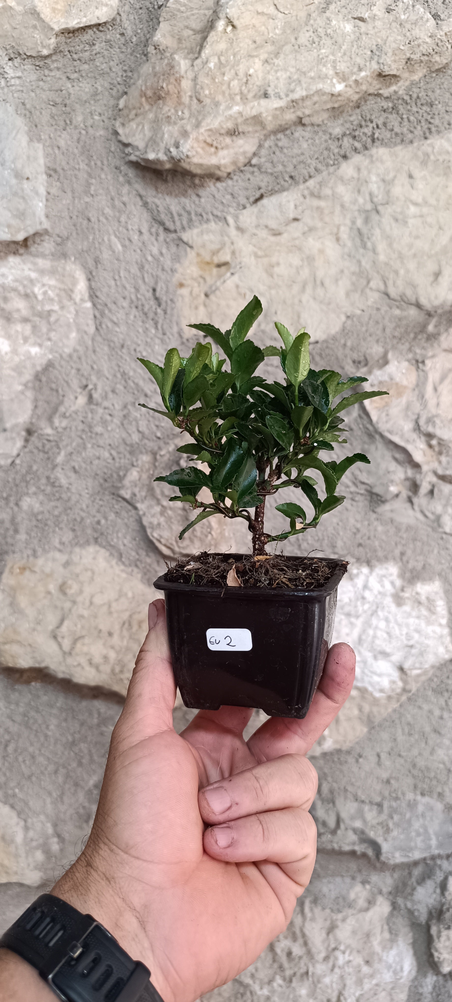 Mini Pre Bonsái Euonymus japonicum EU-2 — Ejemplar Único