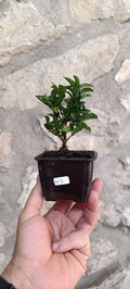Mini Pre Bonsái Euonymus japonicum EU-3 — Ejemplar Único