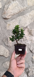 Mini Pre Bonsái Euonymus japonicum EU-4 — Ejemplar Único