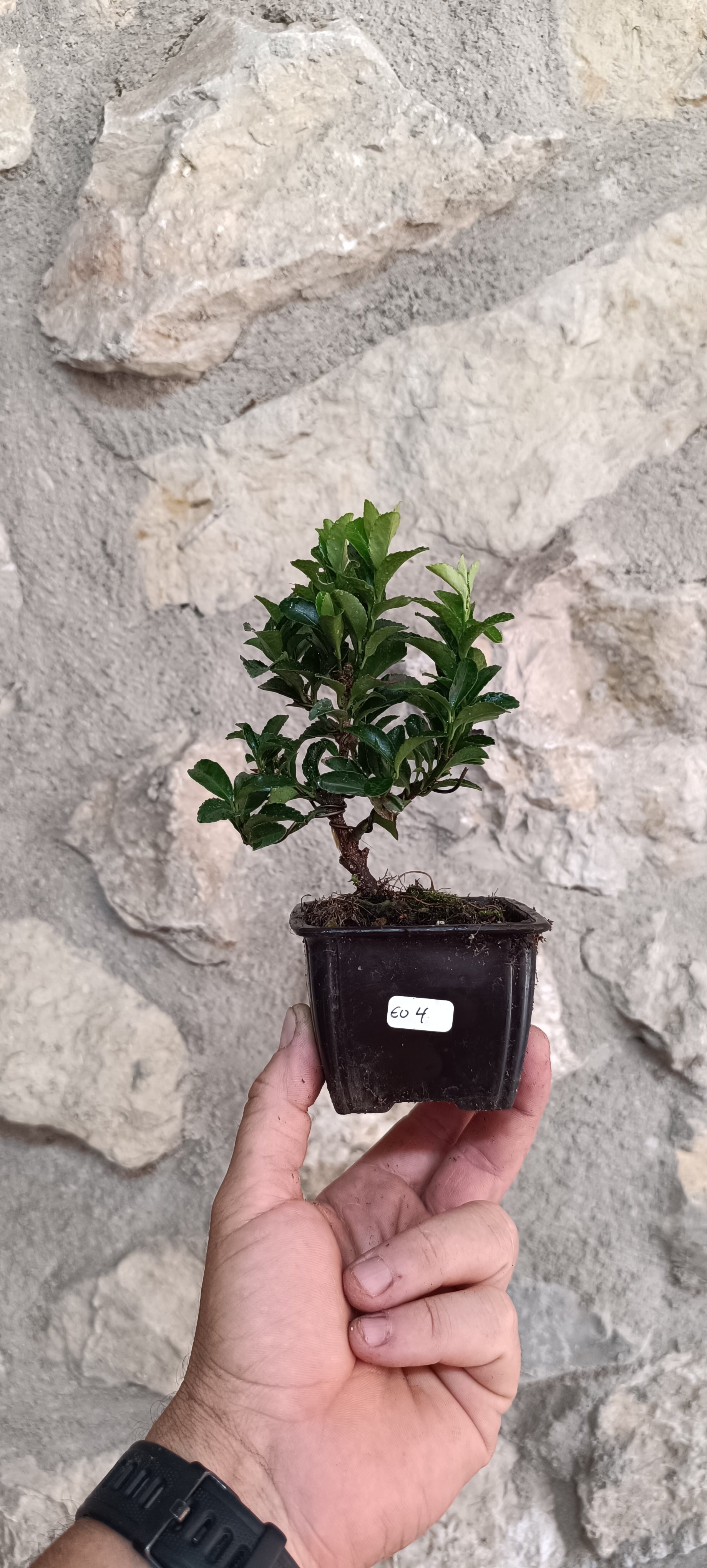 Mini Pre Bonsái Euonymus japonicum EU-4 — Ejemplar Único