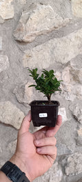 Mini Pre Bonsái Euonymus japonicum EU-5 — Ejemplar Único