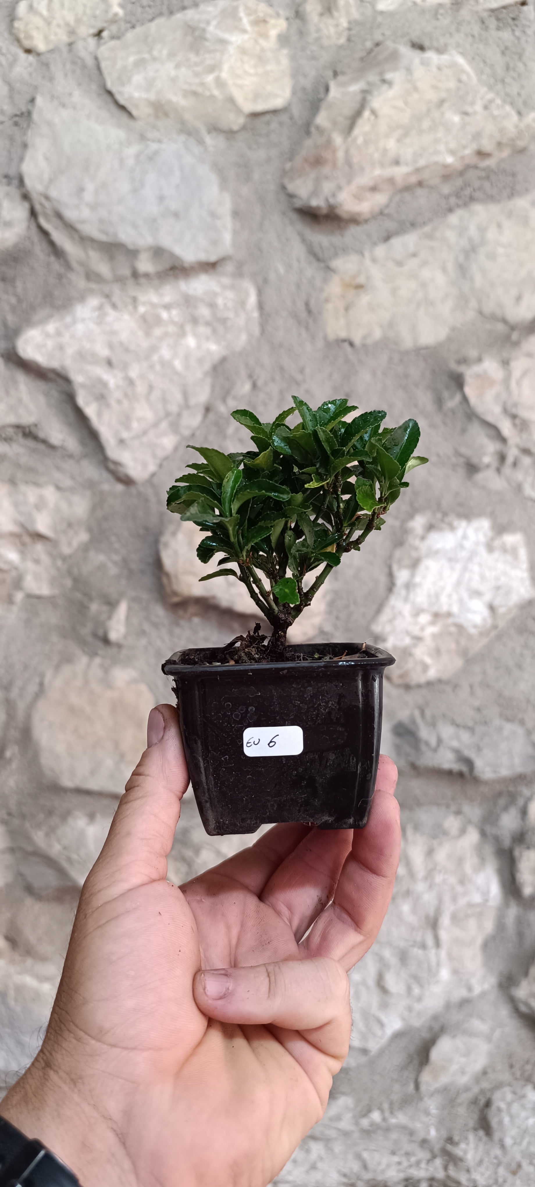 Mini Pre Bonsái Euonymus japonicum EU-6 — Ejemplar Único