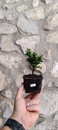 Mini Pre Bonsái Euonymus japonicum EU-7 — Ejemplar Único