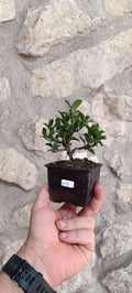 Mini Pre Bonsái Euonymus japonicum EU-8 — Ejemplar Único