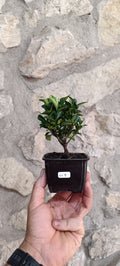 Mini Pre Bonsái Euonymus japonicum EU-9 — Ejemplar Único