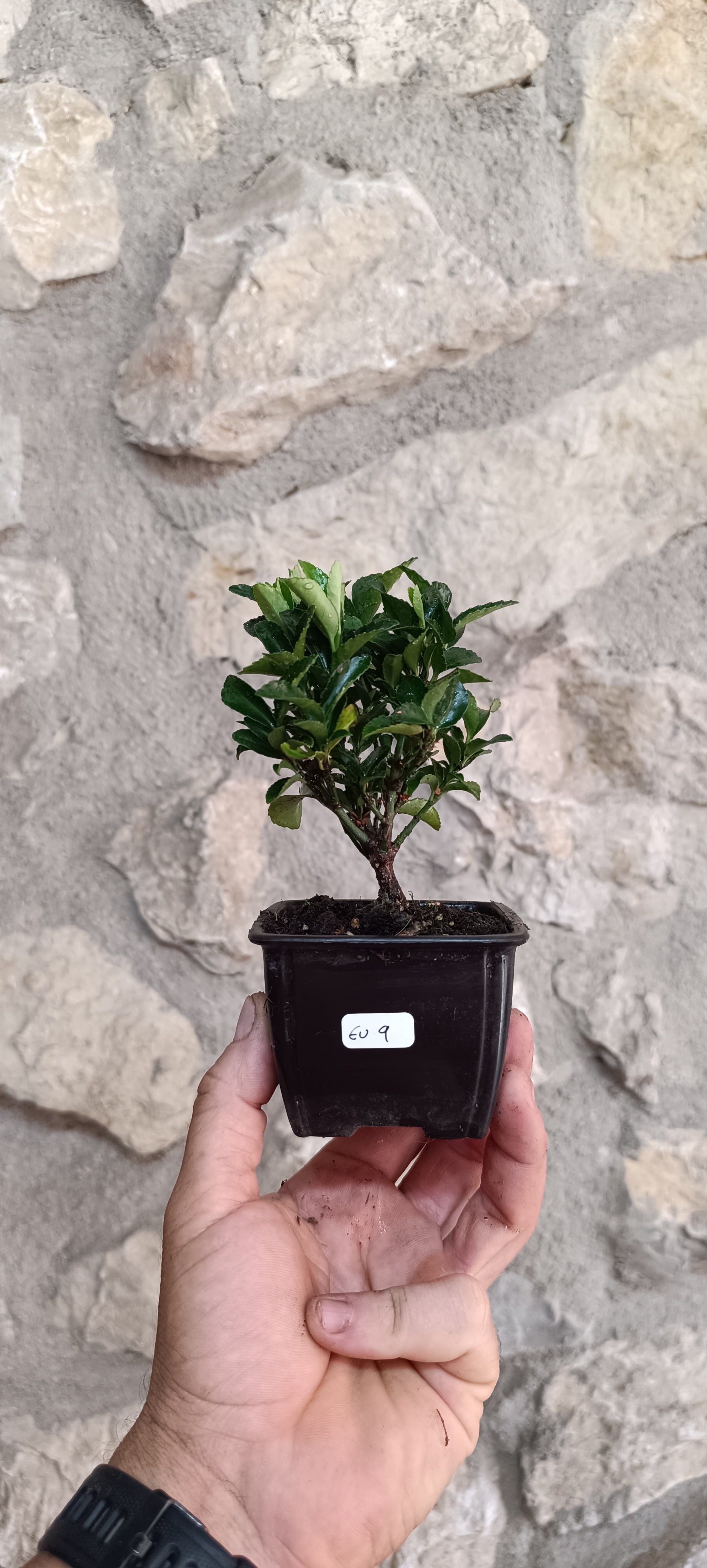 Mini Pre Bonsái Euonymus japonicum EU-9 — Ejemplar Único