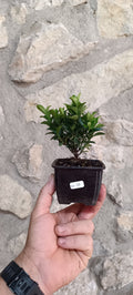 Mini Pre Bonsái Euonymus japonicum EU-10 — Ejemplar Único