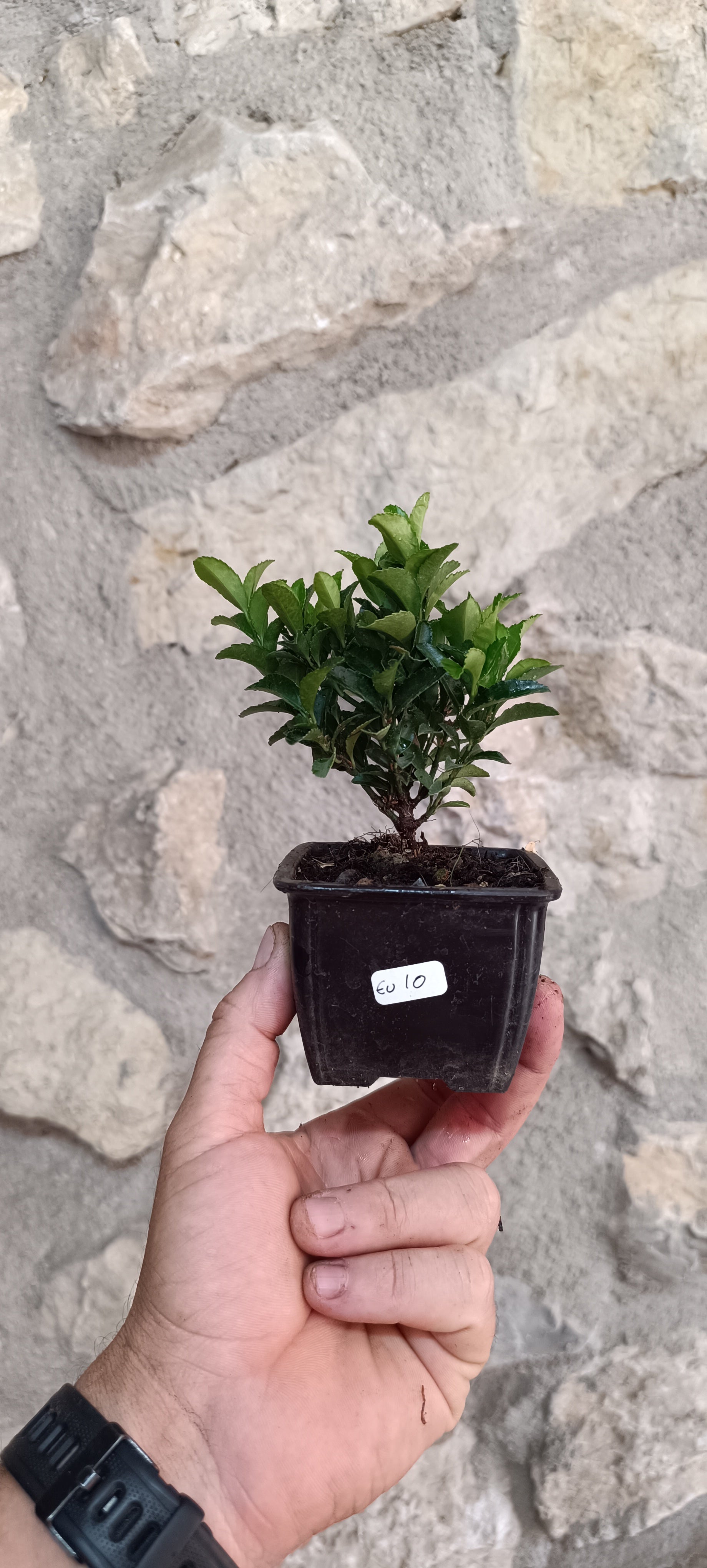 Mini Pre Bonsái Euonymus japonicum EU-10 — Ejemplar Único