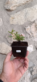 Mini Pre Bonsái Rosal Enano Coreano RK-01 — Ejemplar Único