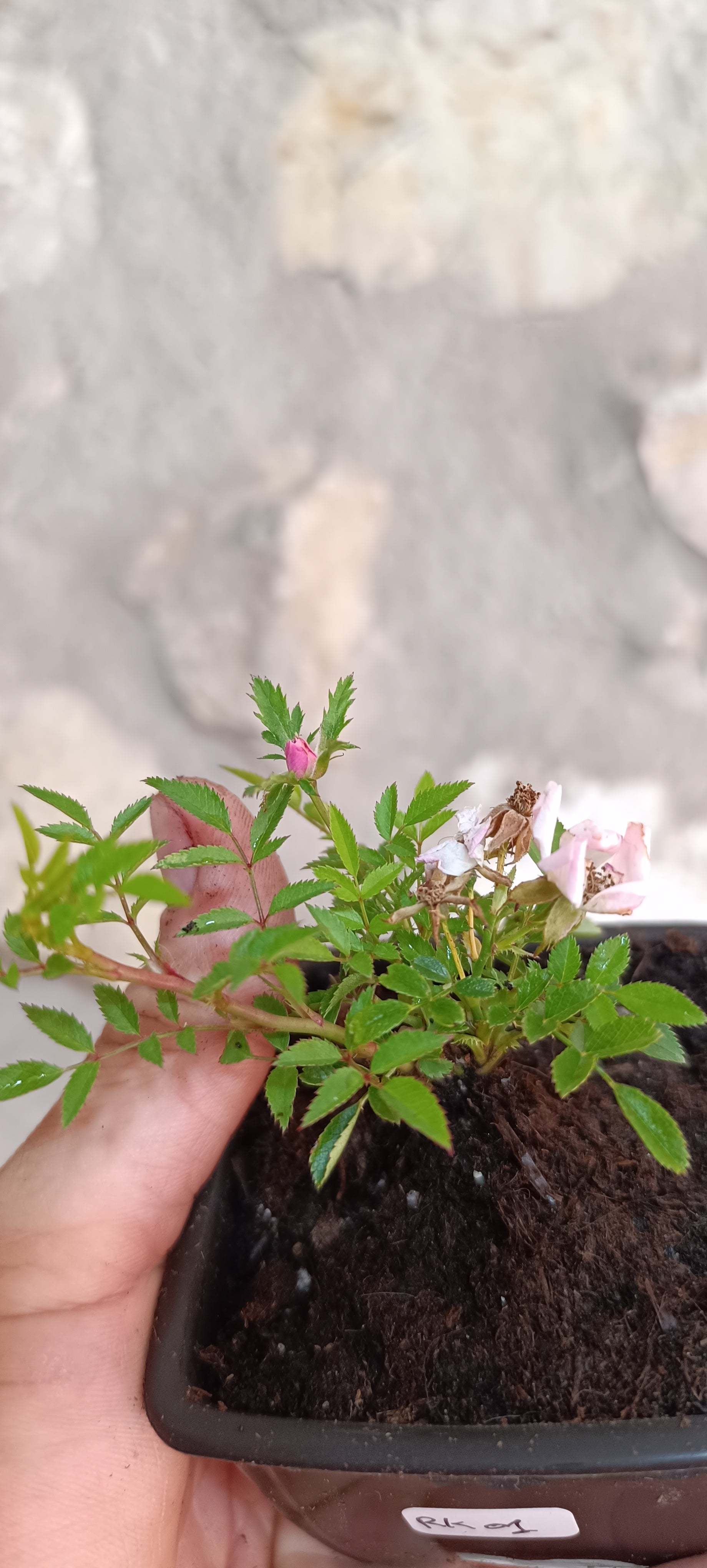 Mini Pre Bonsái Rosal Enano Coreano RK-01 — Ejemplar Único
