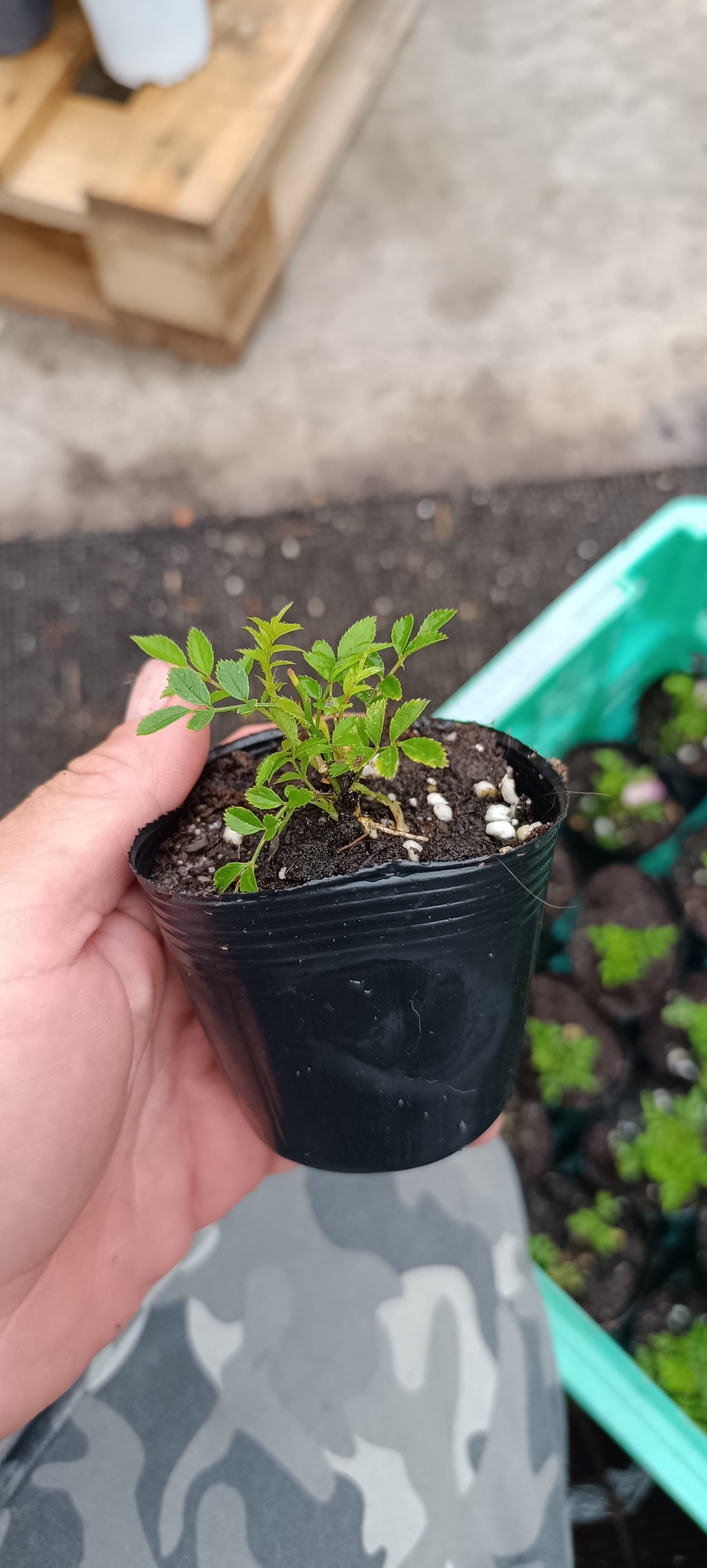 Plantón de Rosal Coreano