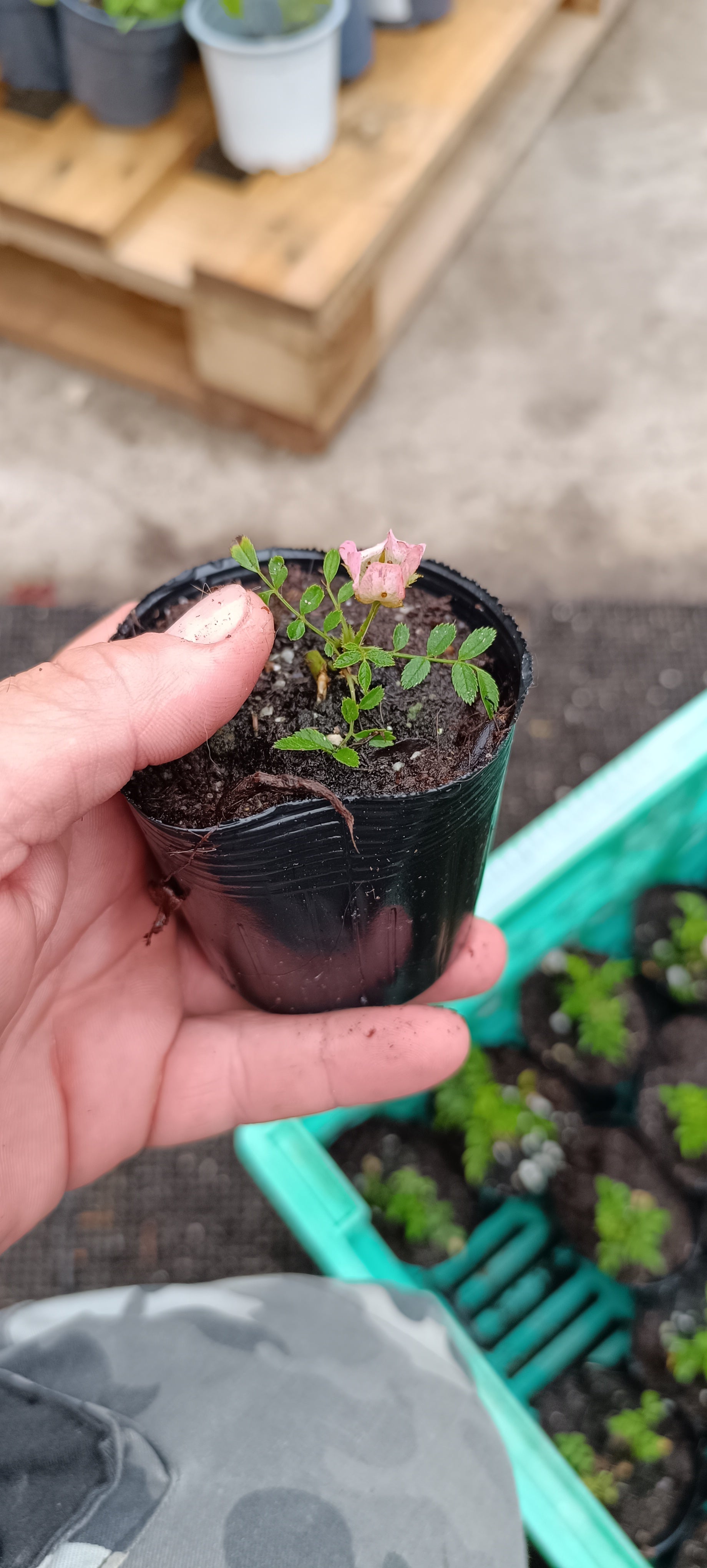 Plantón de Rosal Coreano