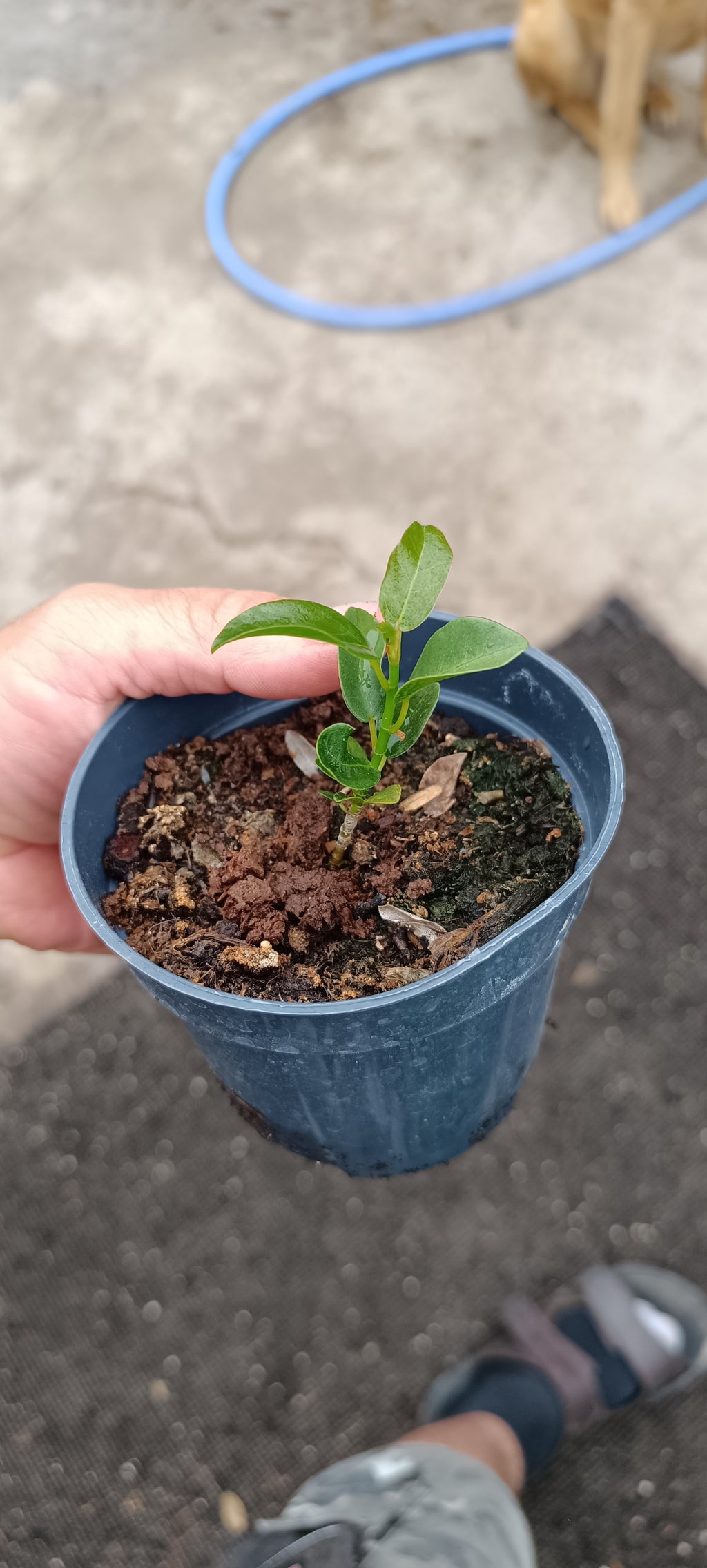 Plantón de Ficus Burtt Davyii 'Nana' – Ficus para Bonsái