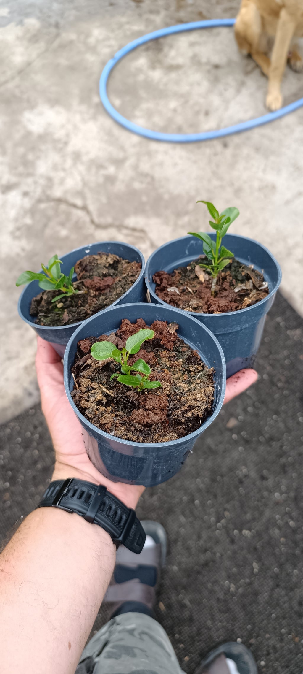 Plantón de Ficus Burtt Davyii 'Nana' – Ficus para Bonsái