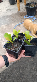 Plantón de Ficus Natalensis